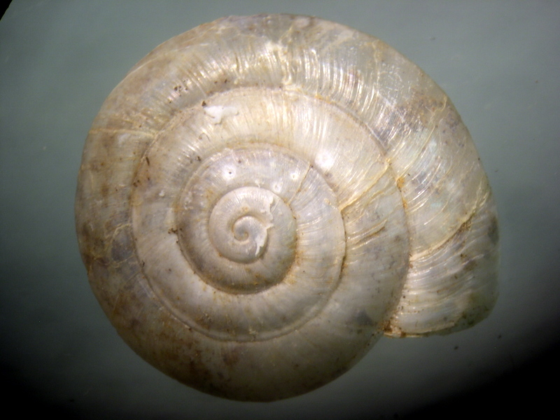 Aegopis gemonensis  (Férussac, 1832)